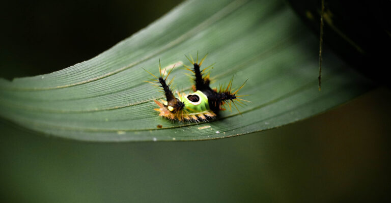 Kentucky Gardeners Should Never Touch This Bright Green Caterpillar