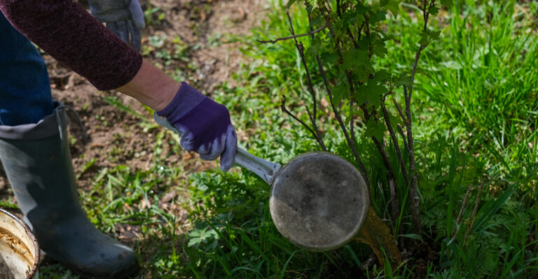 The Simple Soil Boost Michigan Gardeners Use For Bigger Late-Summer Harvests