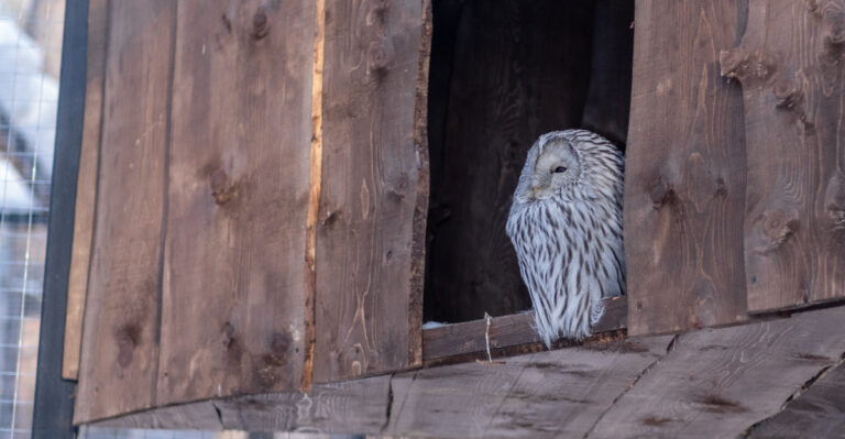 owl box (featured image)