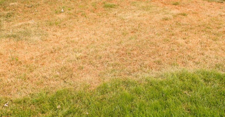 14 Steps To Take The Moment Your Lawn Turns Brown, Plus 4 Mistakes That Spread It Faster