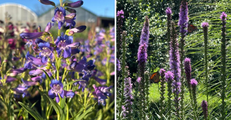 7 Native Michigan Perennials That Look Better Than Shasta Daisies Along Sunny Walkways