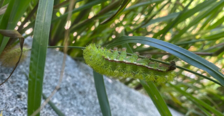 Think Twice Before Touching This Bright Green Caterpillar In Illinois Gardens