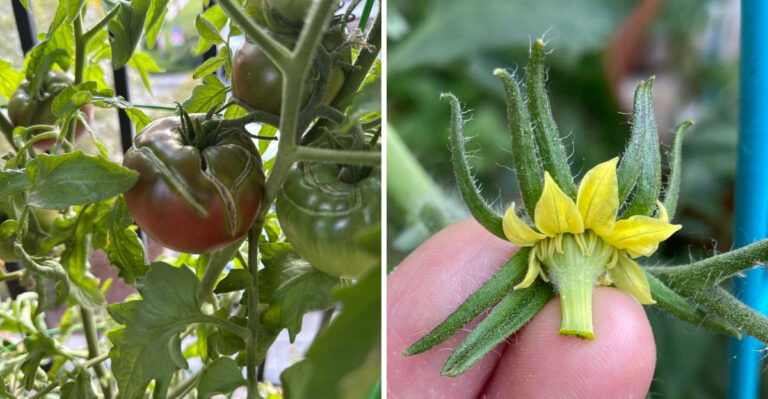 What Happens To Florida Tomato Plants During Afternoon Thunderstorms (And How To Help)