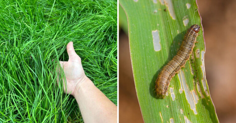 The One Thing North Carolina Lawns Need Now Before Fall Armyworms Strip Them Bare