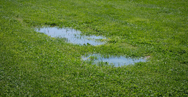 flooded lawn