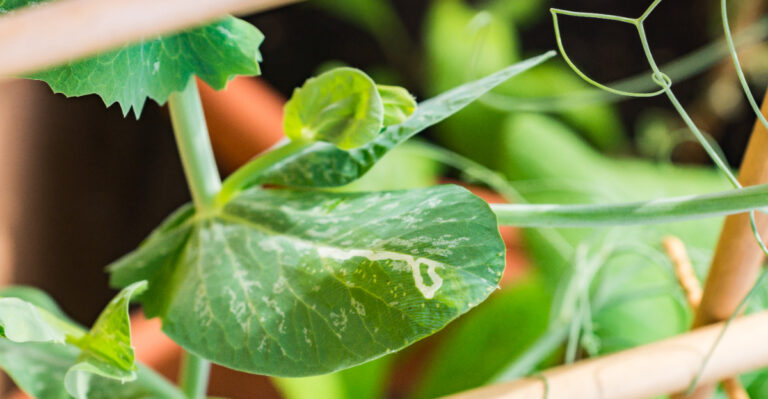 This Is The Invasive Insect Spreading Through California Vegetable Gardens At An Alarming Rate Right Now