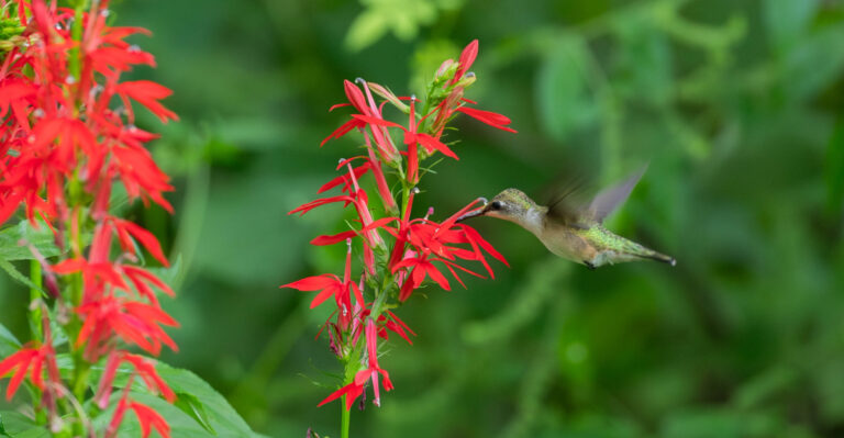 hummingbird on a cardinal flower