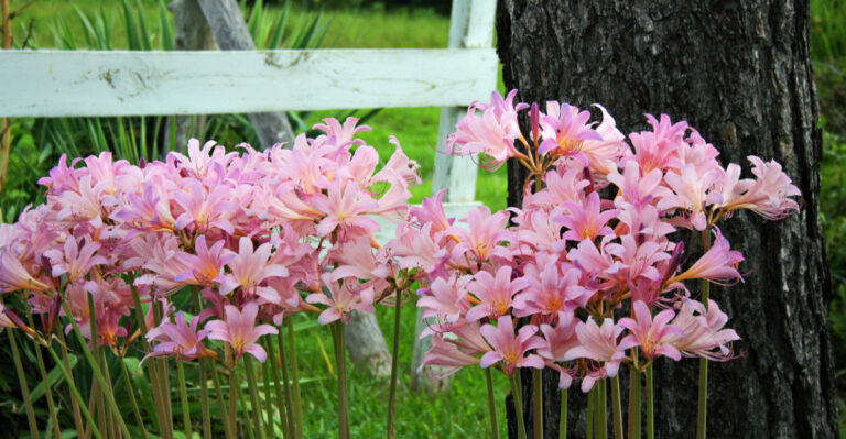 What Those Overnight Pink Flowers In Your Virginia Yard Really Are