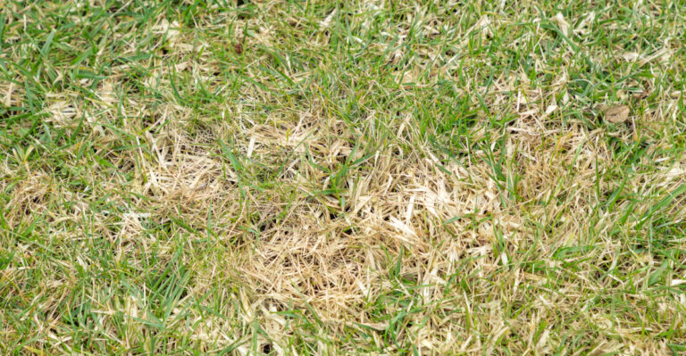 Common Mistakes That Make Drought Stress Worse On Your Lawn