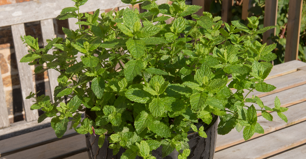 mint plants (featured image)