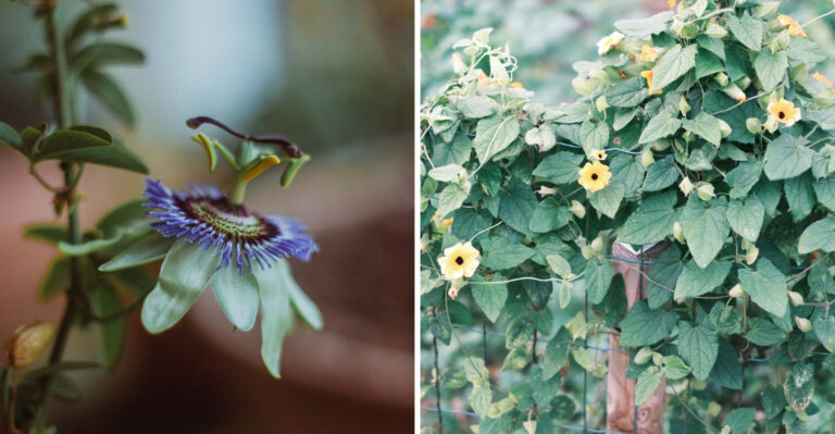 Alabama Homeowners Are Turning 8 Once-Unwanted Vines Into Front-Door Showstoppers