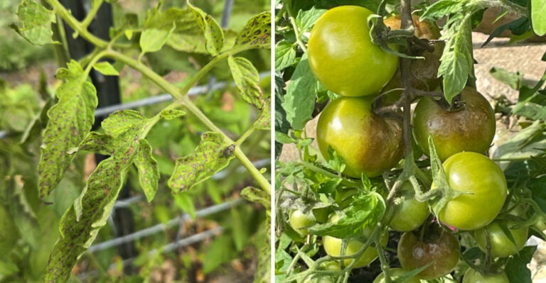 What It Means When Fungus Spreads On Your Pennsylvania Tomatoes After Rain