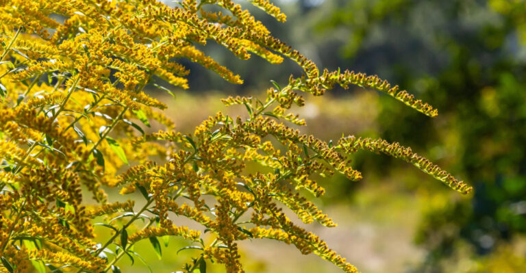 The Yellow Pennsylvania Native You’ll Start Seeing Everywhere As Fall Approaches