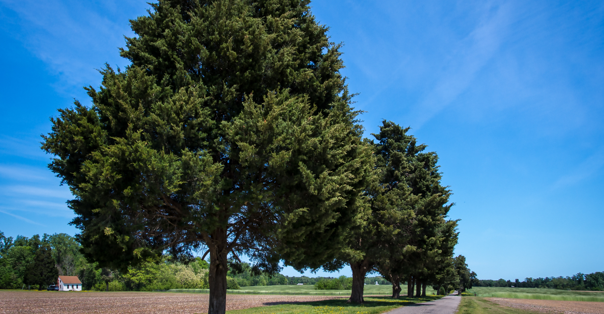 Eastern Red Cedar