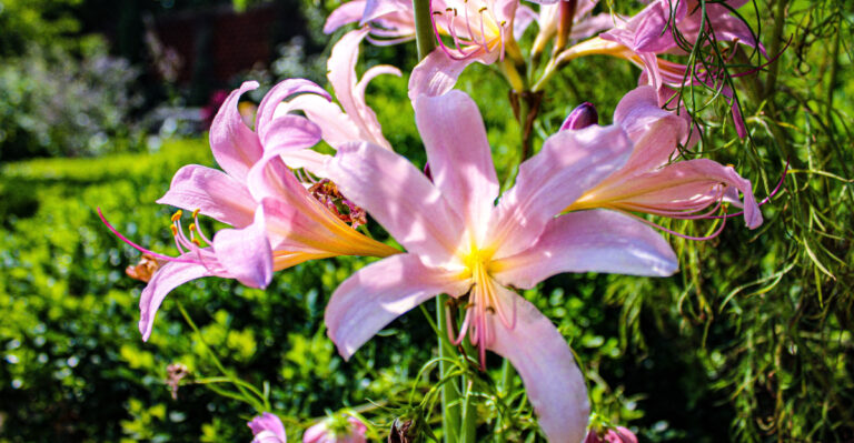 Why These Pink Flowers Suddenly Appear In Indiana Yards Every August