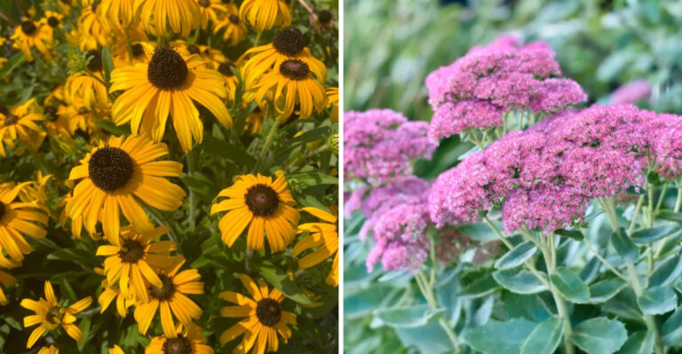 black eyed susans and sedum