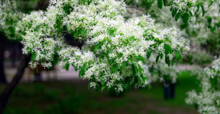 Low-Mess California Trees That Won’t Overwhelm Small Yards