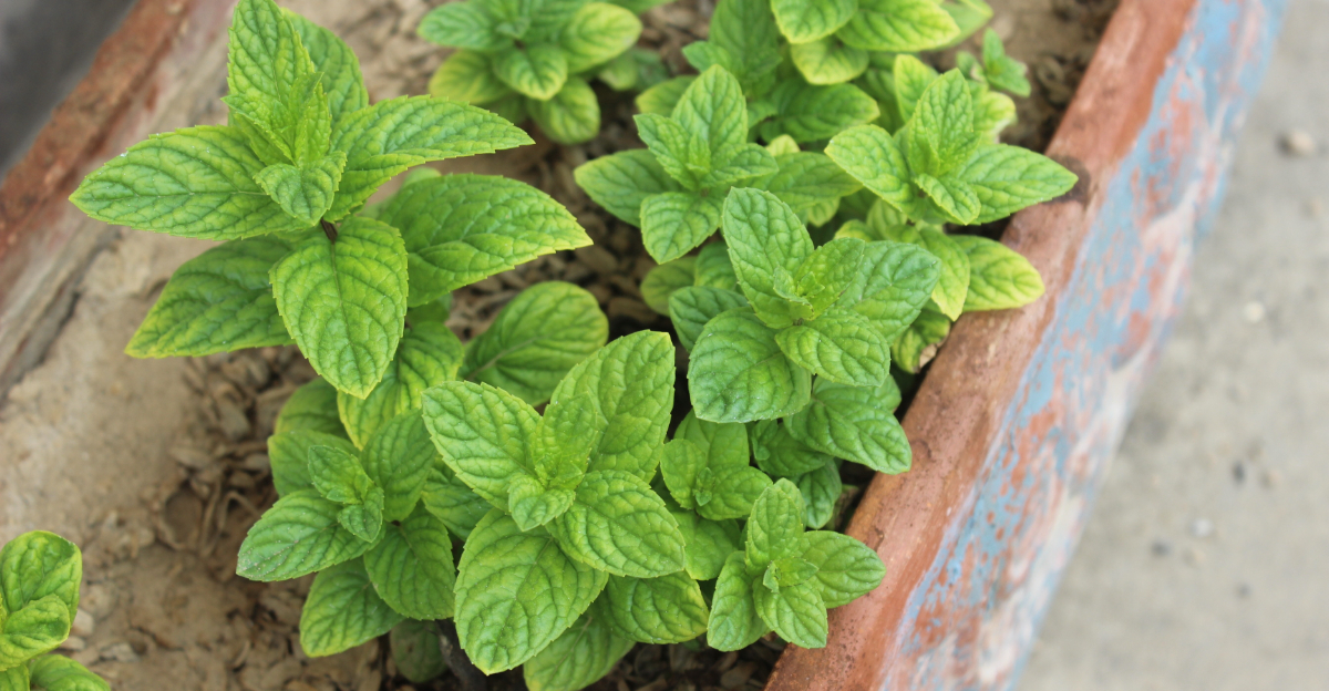 spearmint