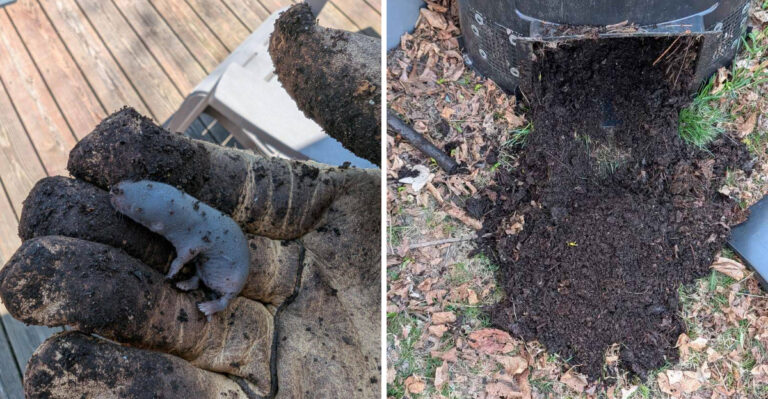 The California Compost Habit That Can Invite Rodents Without Gardeners Realizing