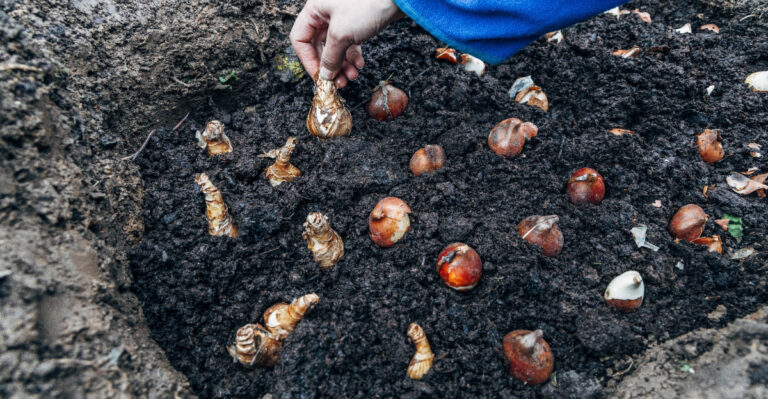 daffodil bulbs