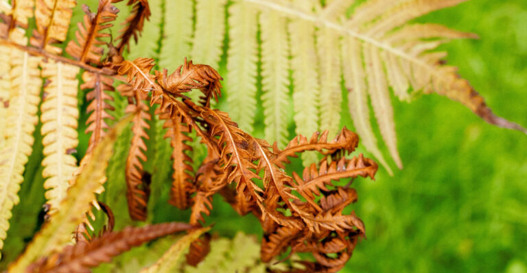 The Late-Summer Mistake That Makes Oregon Ferns Crispy Before Fall Rains Return