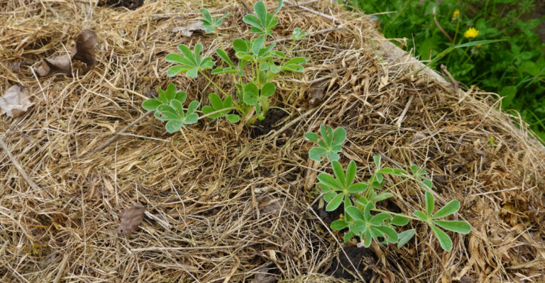The Simple Amish Mulching Trick Kentucky Homeowners Wish They Started Sooner