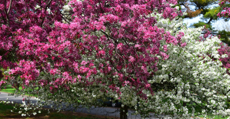 The Oregon Shade Trees That Cool Yards Without Eventually Swallowing Small Spaces