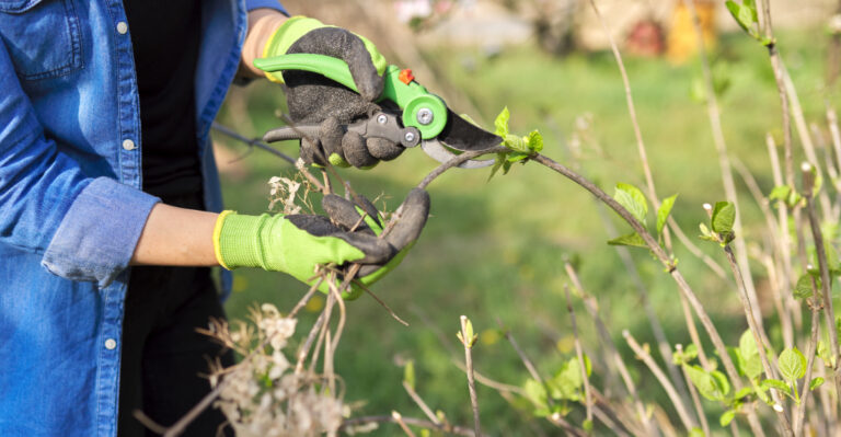 pruning Hydrangeas (featured image)