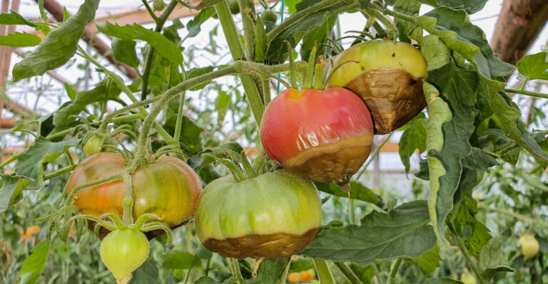 blossom end rot tomato
