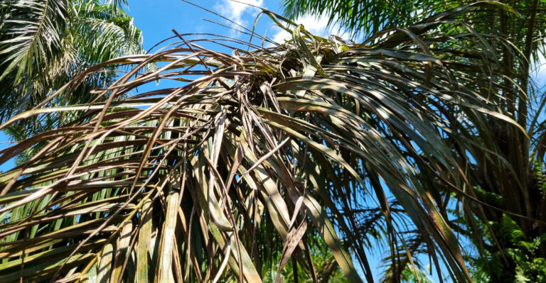 The One Cause Of Brown Tips On California Palm Fronds This Summer