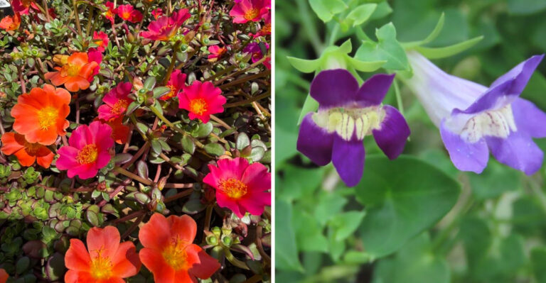 8 Trailing Plants That Add Color To Your Arizona Porch Without The Mess