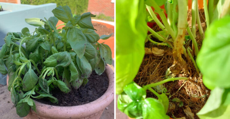 What Drooping Basil Plants In North Carolina Really Mean After A Week Of Heavy Rain