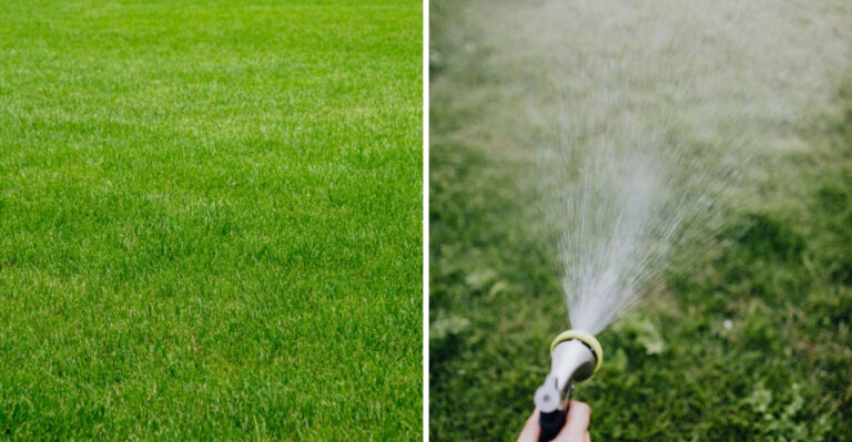 Kentucky Bluegrass Renovation Makes September The Turning Point Month