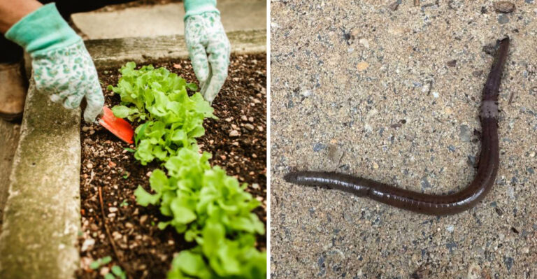 These Invasive Pests Are Spreading Through Minnesota Gardens This Fall
