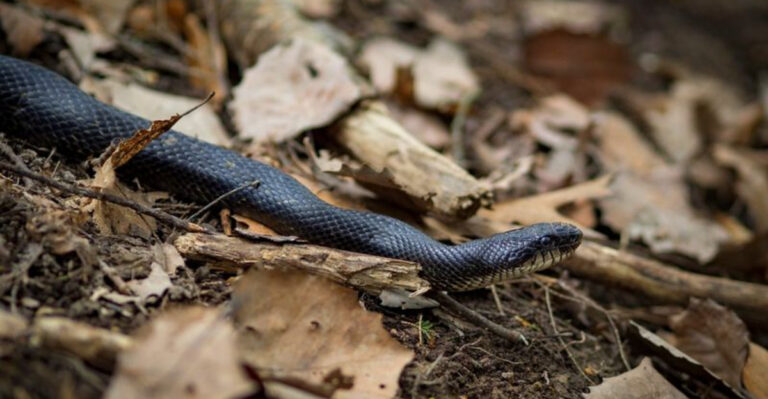 This Texas Snake Can Eat Up To 190 Mice Per Year