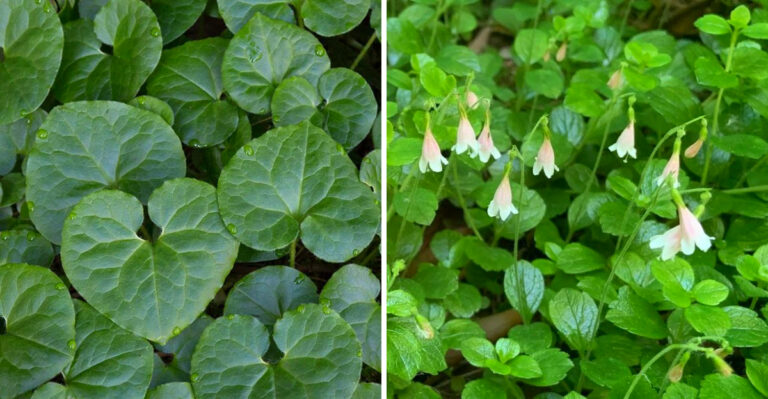 The Native Oregon Groundcovers That Stay Green Under Evergreen Trees