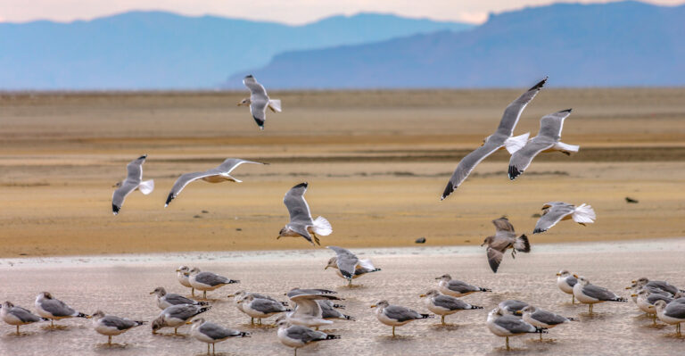 The Great Salt Lake’s Biggest Bird Migration Of The Year Is Starting Now