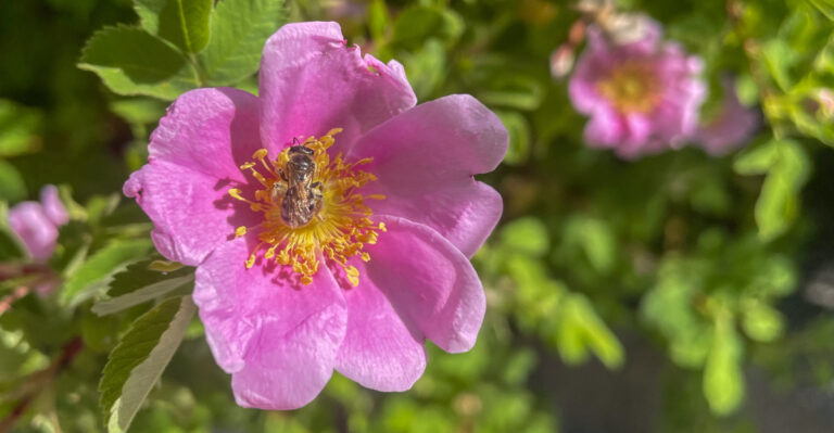 Native California Plants That Thrive In Heavy Clay Instead Of Fighting It