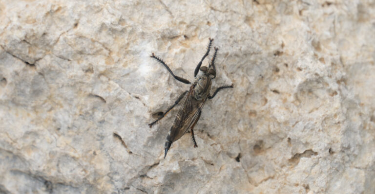 Why Robber Flies Patrol North Carolina Vegetable Gardens On Hot Sunny Days