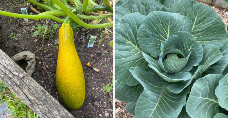 What To Plant In Your Georgia Garden Before August 15 For A Fall Harvest