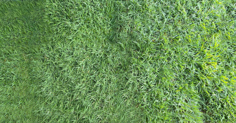 The Bermuda Grass Mowing Mistake Every California Homeowner Makes In Summer Heat