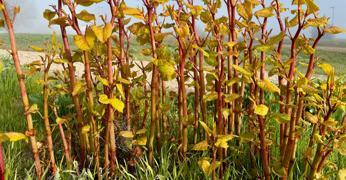 japanese knotweed