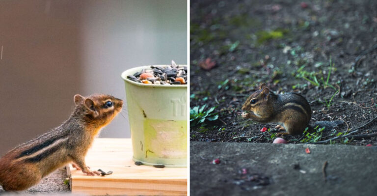 This Common Yard Habit Is Quietly Turning Your Yard Into A Chipmunk Magnet