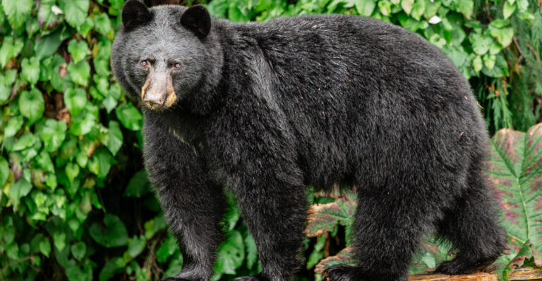 The Backyard Fruits California Black Bears Are Looking For In Late Summer