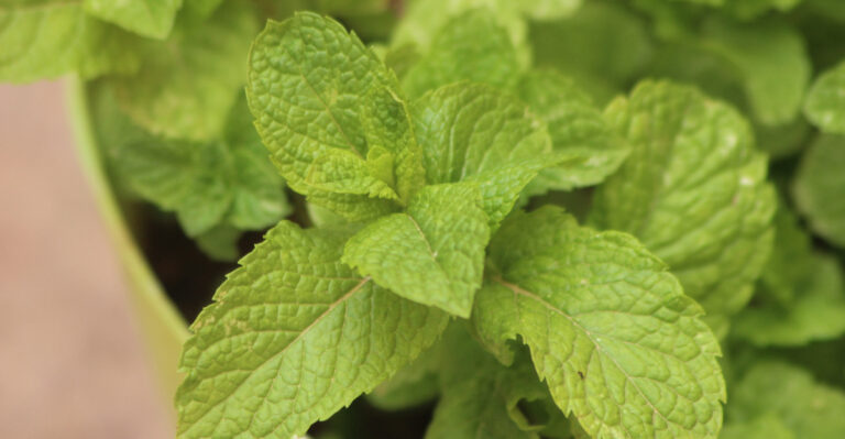 mint (featured image)