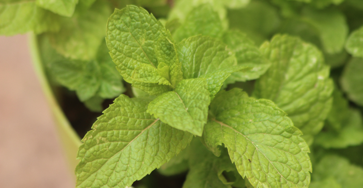 mint (featured image)