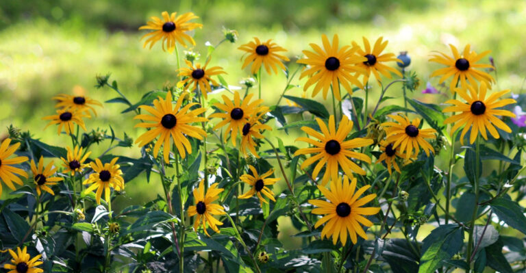 This Pennsylvania Flower Blooms Hardest When Everything Else Wilts In Heat