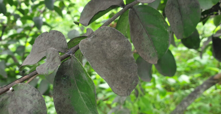 black mold crape myrtle