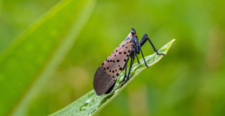 What It Means When This Winged Pest Shows Up On Your Maryland Maples