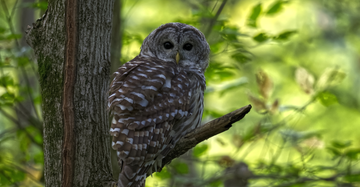 Barred owl